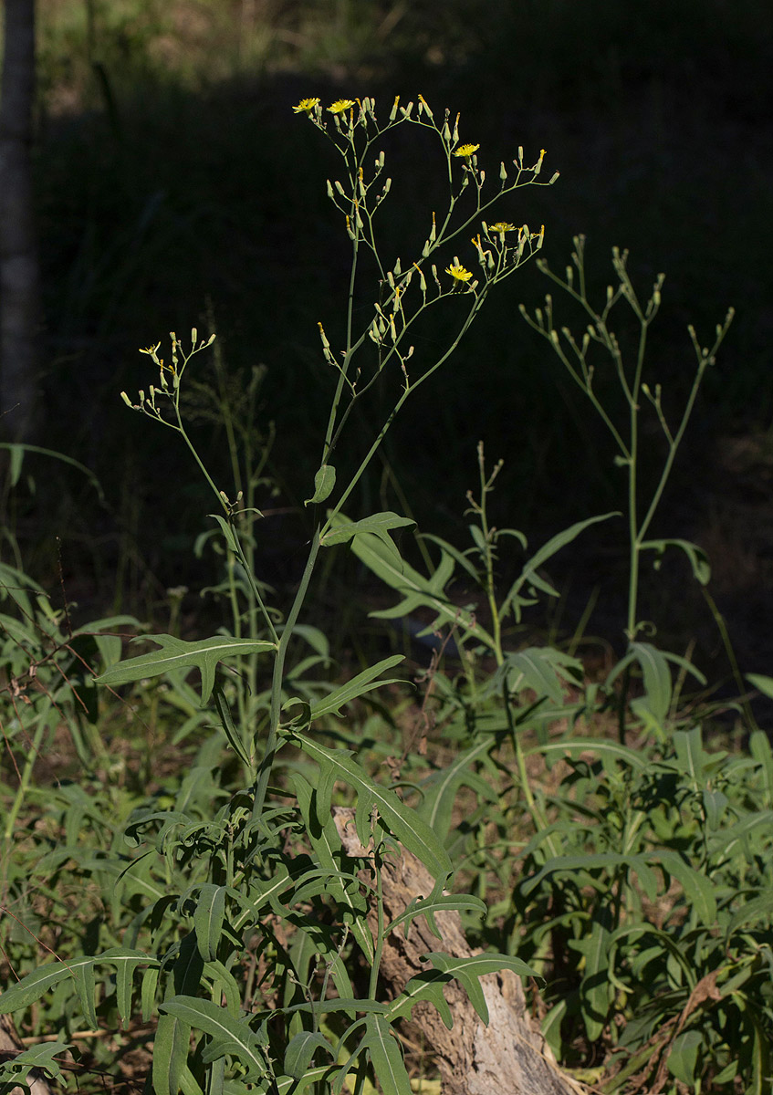 Launaea cornuta