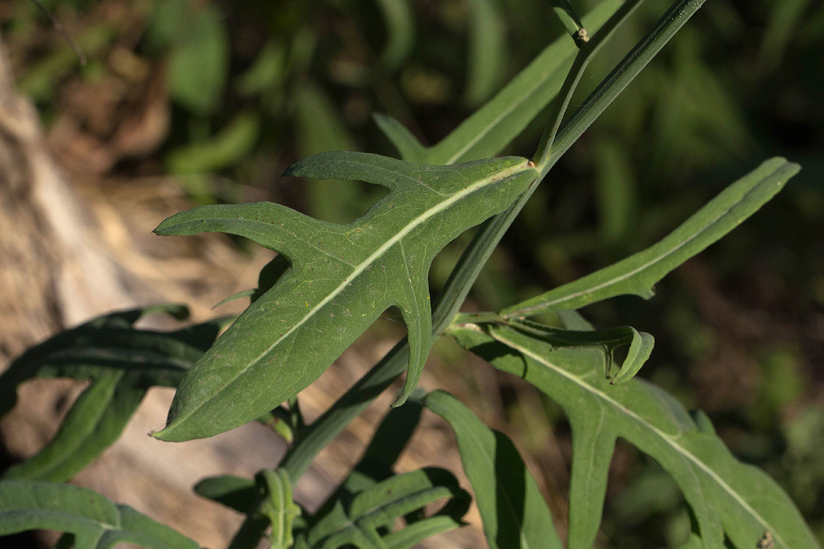 Launaea cornuta