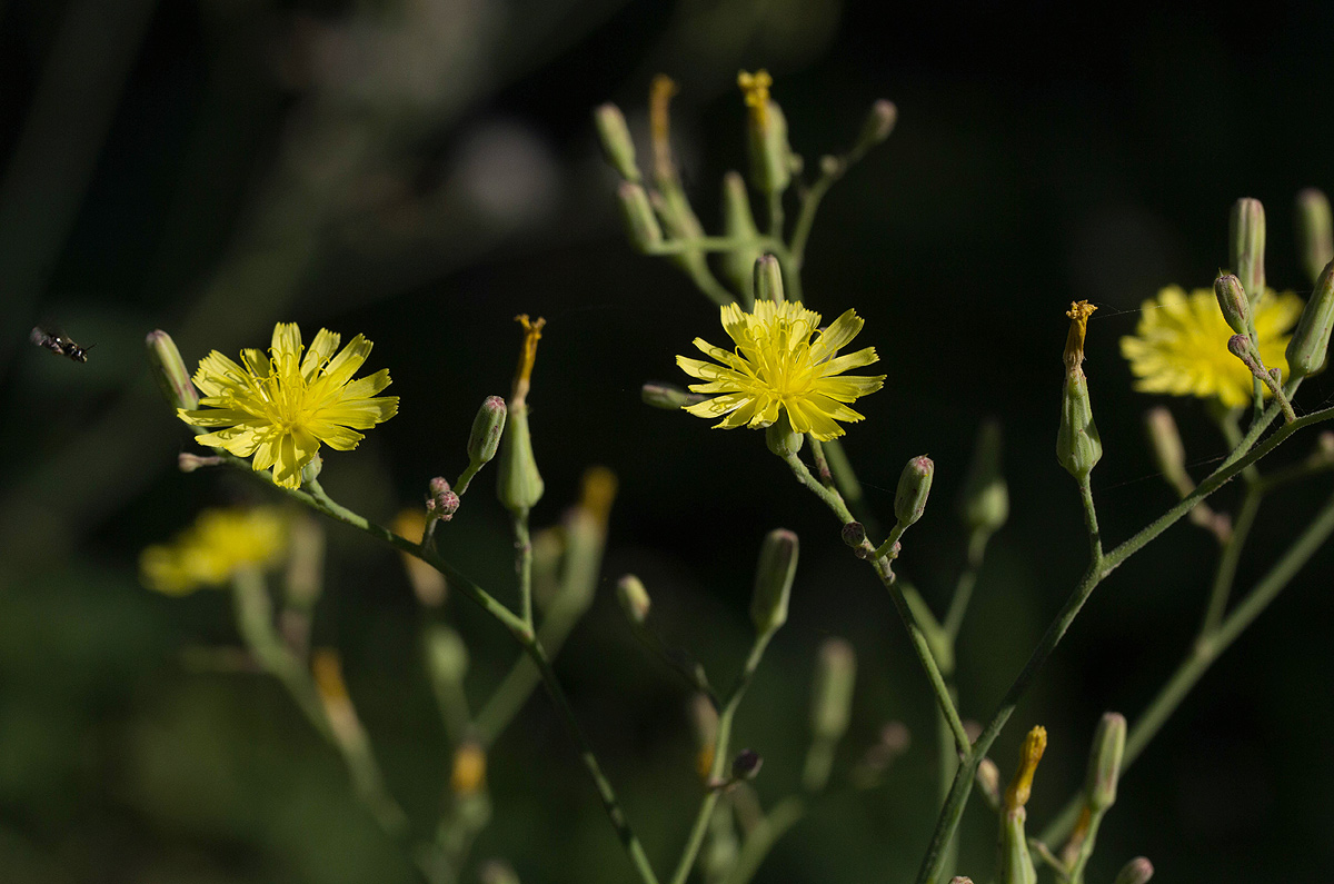 Launaea cornuta