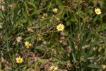 Launaea cornuta