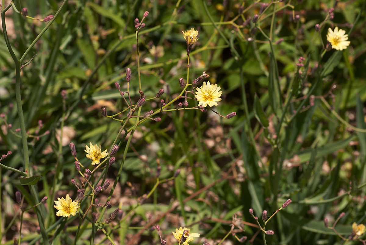 Launaea cornuta