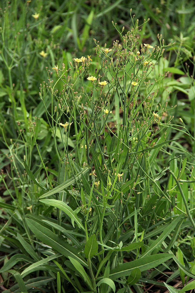 Launaea cornuta