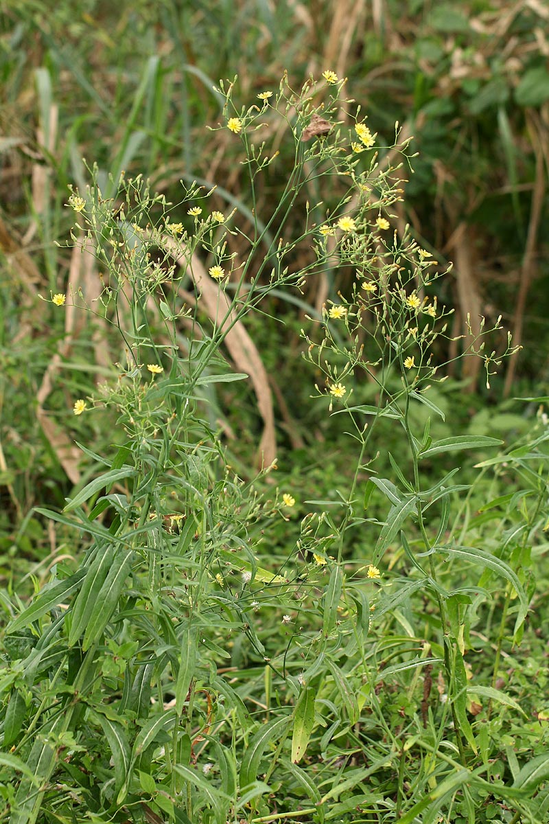 Launaea cornuta