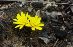 Launaea nana