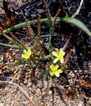 Launaea rarifolia var. rarifolia
