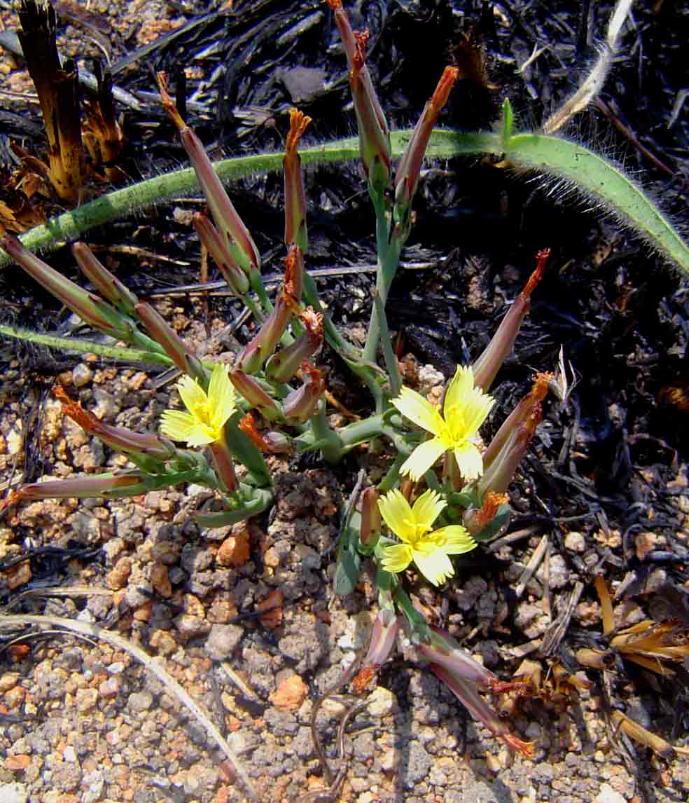 Launaea rarifolia var. rarifolia
