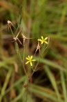 Launaea rarifolia var. rarifolia