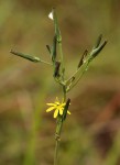 Launaea rarifolia var. rarifolia