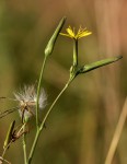 Launaea rarifolia var. rarifolia