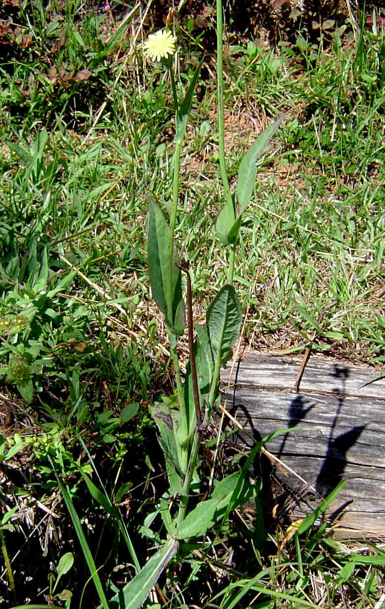 Sonchus friesii var. integer