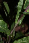 Sonchus friesii var. integer