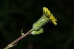 Sonchus friesii var. integer