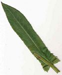 Sonchus friesii var. integer
