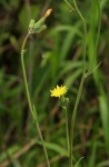 Sonchus friesii var. integer