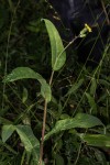 Sonchus friesii var. integer