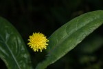 Sonchus friesii var. integer