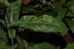 Sonchus friesii var. integer