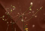 Sonchus oleraceus
