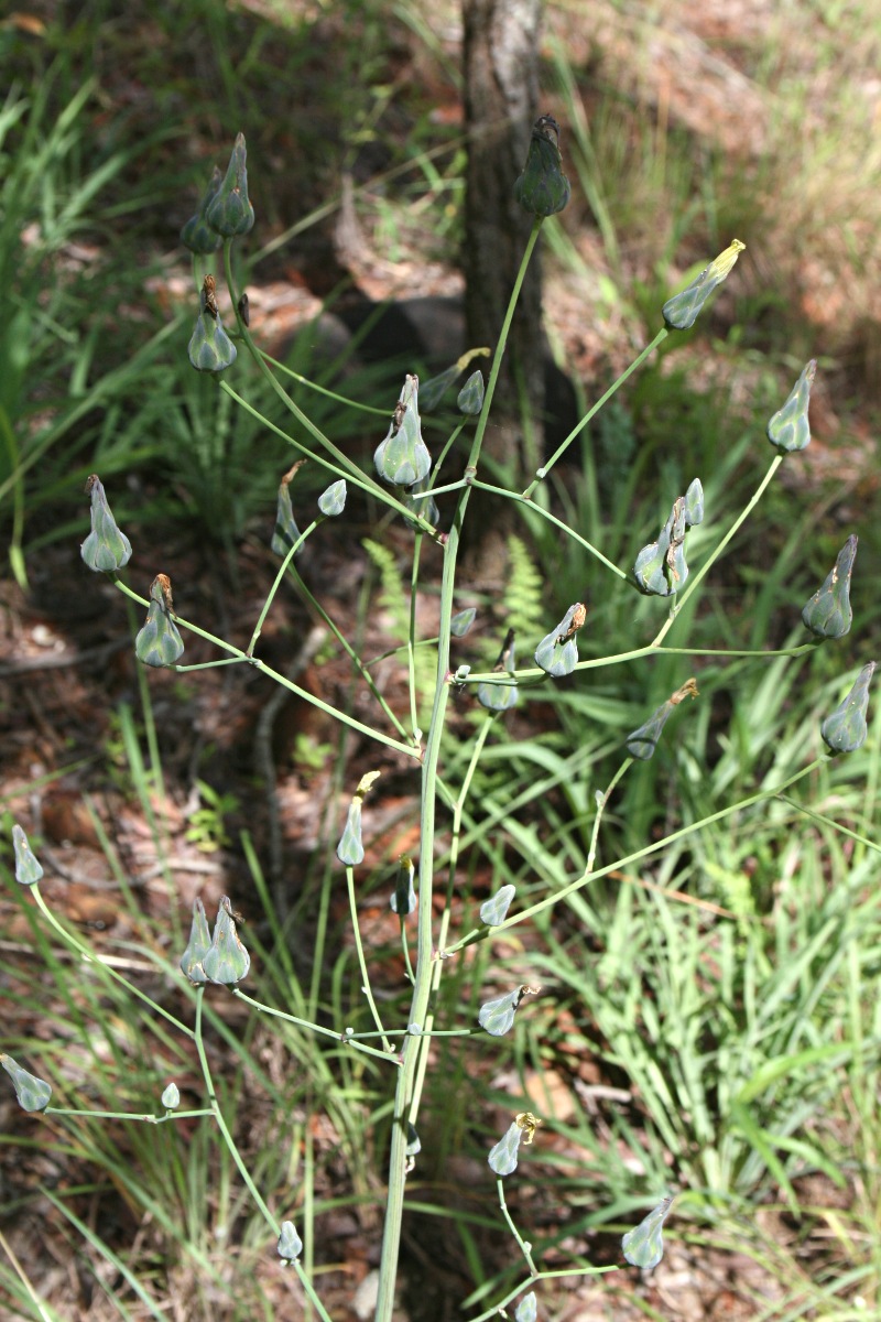 Lactuca imbricata var. imbricata