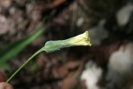 Lactuca imbricata var. imbricata
