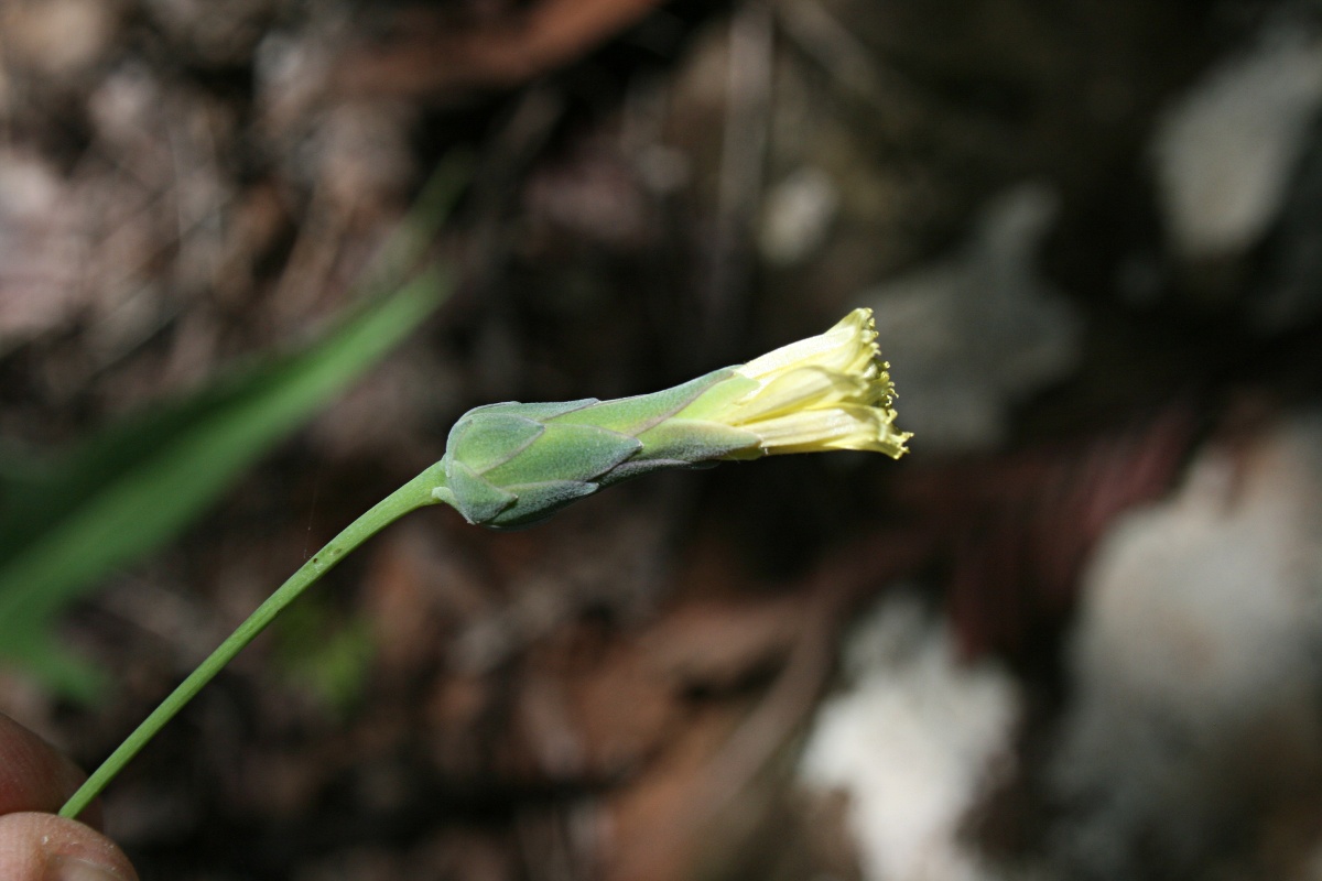 Lactuca imbricata var. imbricata