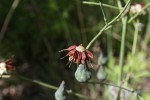 Lactuca imbricata var. imbricata