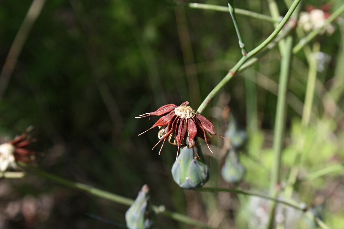 Lactuca imbricata var. imbricata