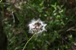 Lactuca imbricata var. imbricata