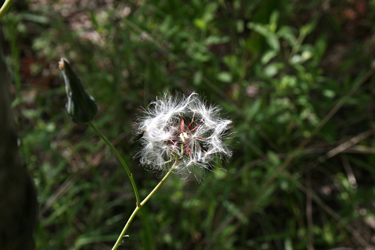 Lactuca imbricata var. imbricata