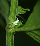 Hexasepalum sarmentosum