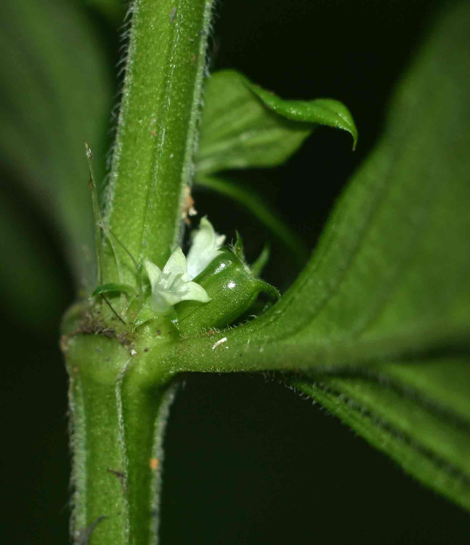 Hexasepalum sarmentosum
