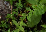 Hexasepalum sarmentosum