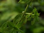 Hexasepalum sarmentosum