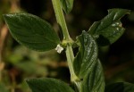 Hexasepalum sarmentosum