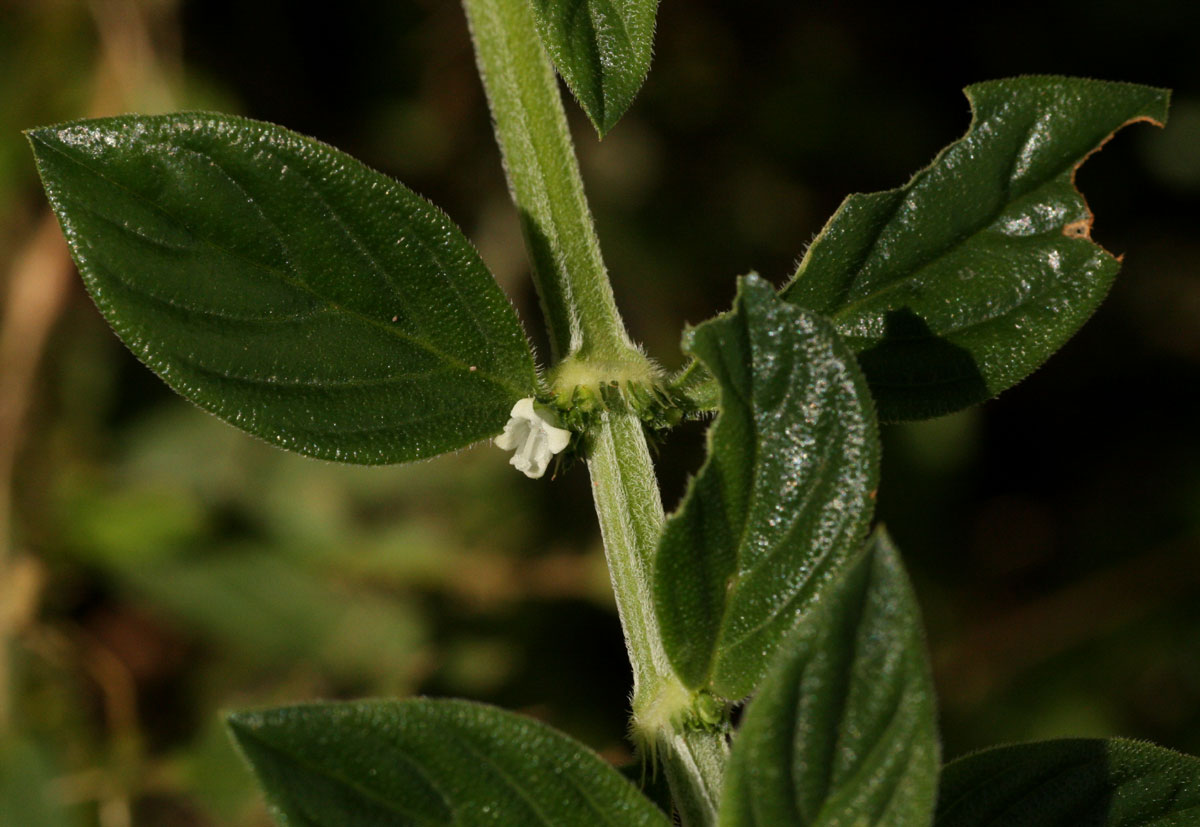 Hexasepalum sarmentosum