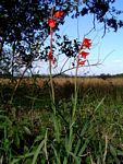 Gladiolus dalenii subsp. dalenii (red form)