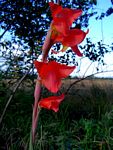 Gladiolus dalenii subsp. dalenii (red form)