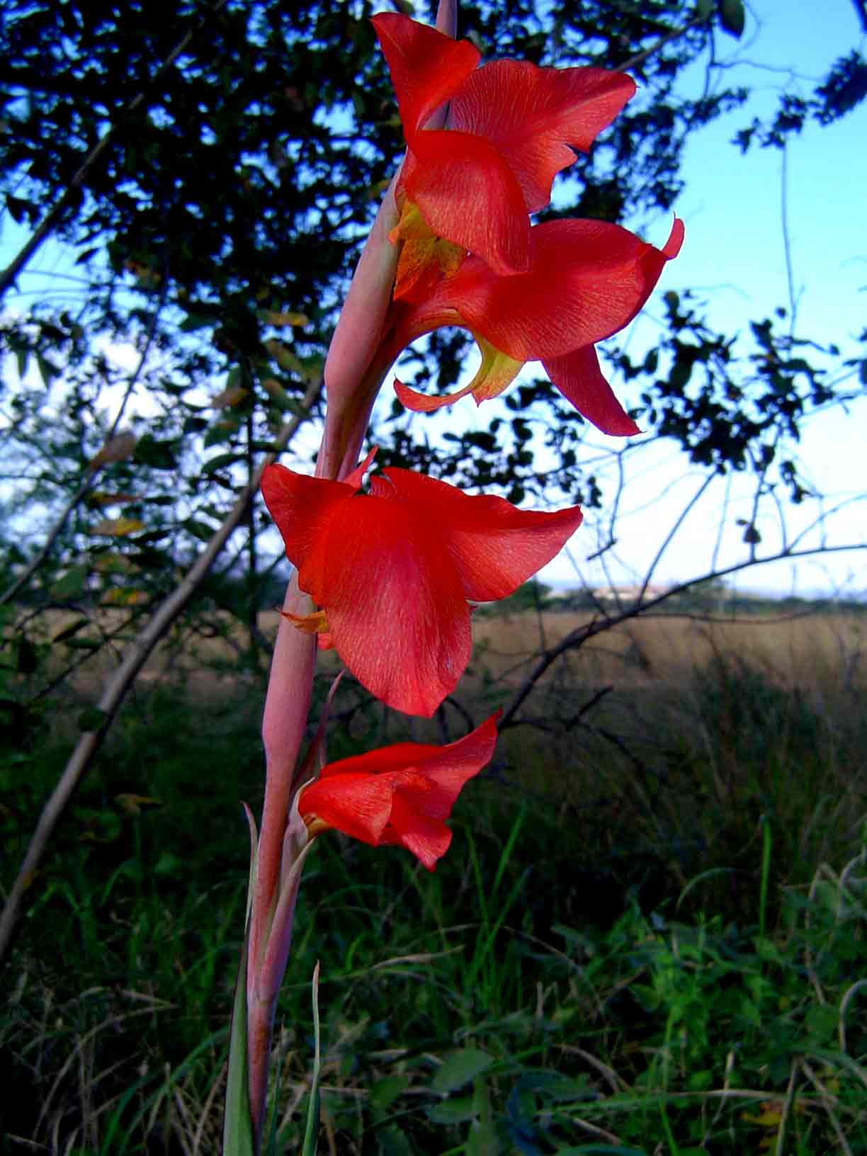 Gladiolus dalenii subsp. dalenii (red form)