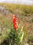 Gladiolus dalenii subsp. dalenii (red form)