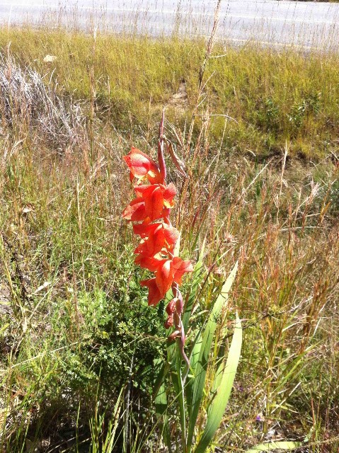 Gladiolus dalenii subsp. dalenii (red form)