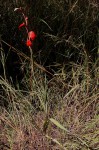 Gladiolus dalenii subsp. dalenii (red form)