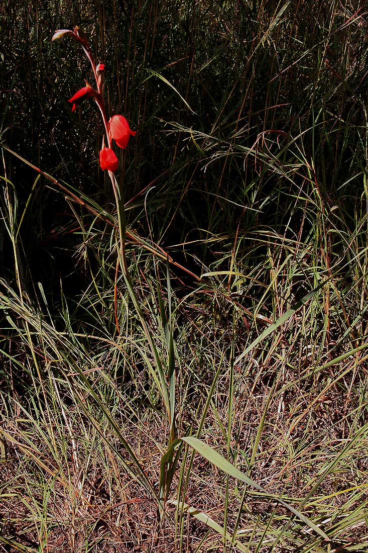 Gladiolus dalenii subsp. dalenii (red form)