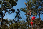 Gladiolus dalenii subsp. dalenii (red form)