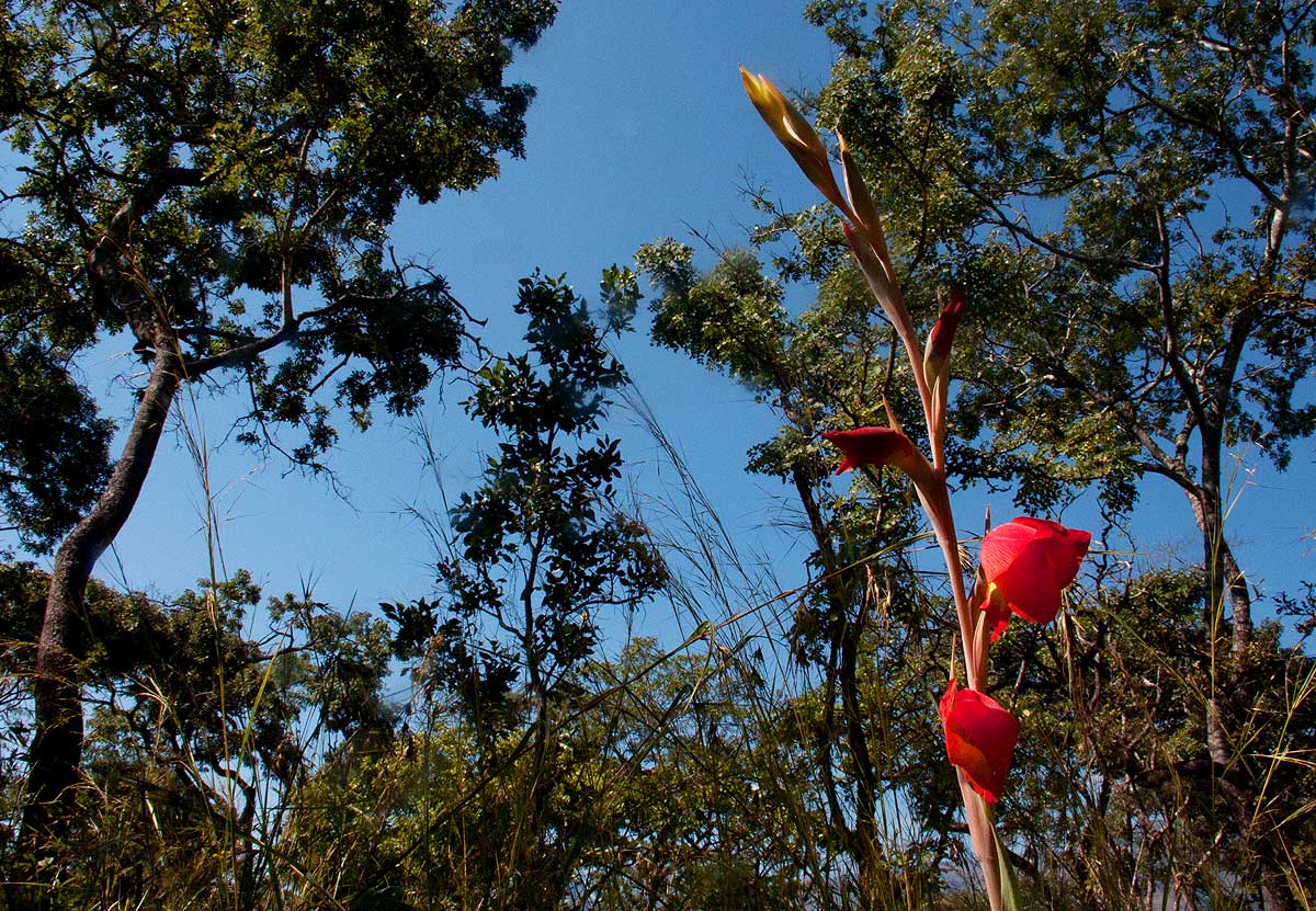 Gladiolus dalenii subsp. dalenii (red form)
