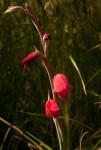 Gladiolus dalenii subsp. dalenii (red form)