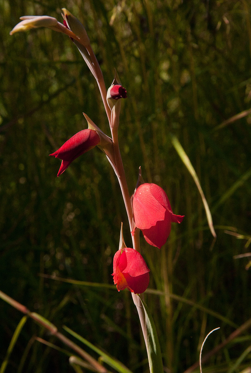 Gladiolus dalenii subsp. dalenii (red form)