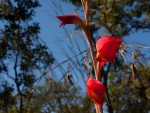Gladiolus dalenii subsp. dalenii (red form)