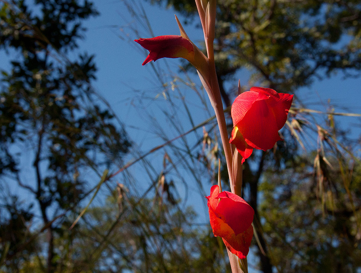Gladiolus dalenii subsp. dalenii (red form)