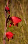Gladiolus dalenii subsp. dalenii (red form)