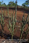 Pedilanthus tithymaloides subsp. smallii